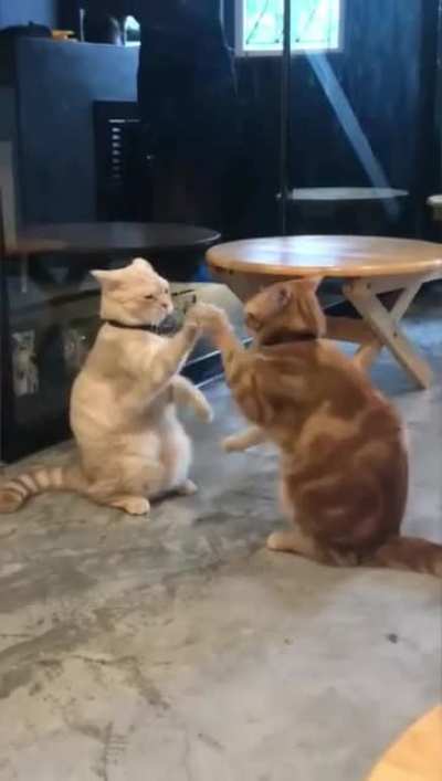 Cats being derps