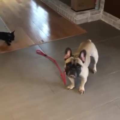 “Come on dad! We need to go for a walk! DAD!”