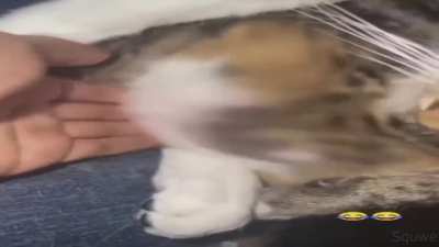 Meow