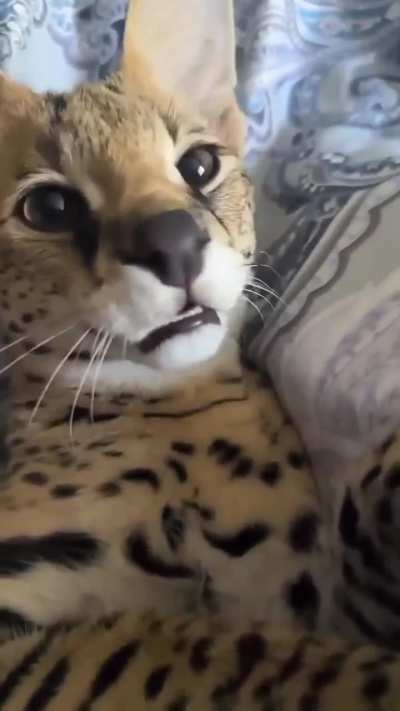 Hordgdlxkxmf