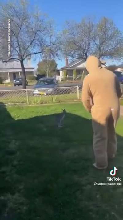 2 kangaroos