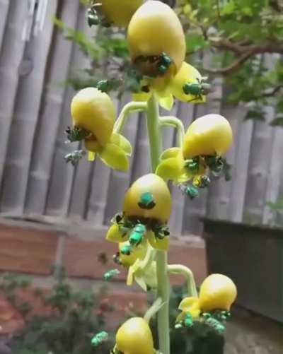 [r/Na<wbr>tureI<wbr>sFuck<wbr>ingLi<wbr>t] 🔥 Orchid Bees are a species of bee known for their bright metallic coloration. This is a group of them filmed in Brazil.