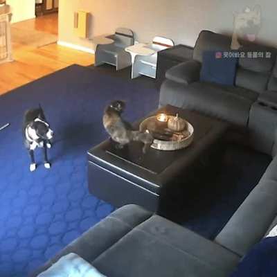 Cat plays with dog