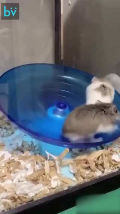 Хомячковые нормы ГТО