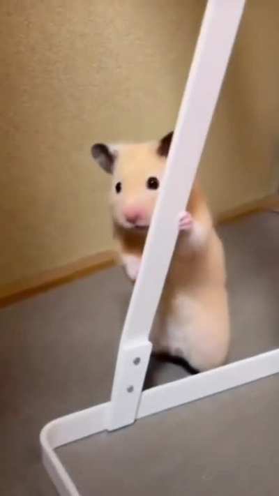 hamst