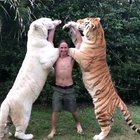 Big boys are still Tiger babies