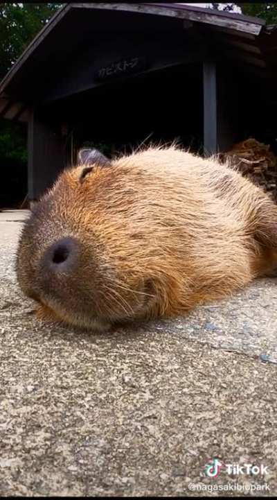 *sleep*