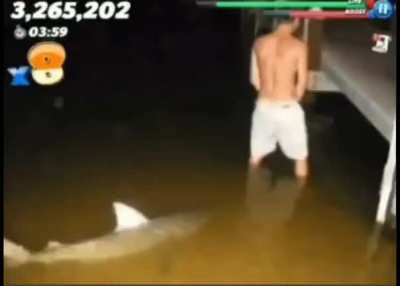 shork