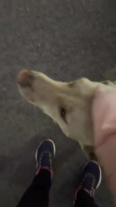 I was petting a dog outside my gym and he climbed on me for more pets -