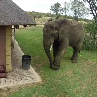 🔥 A massive bull elephant getting caught picking up trash and throwing it away near a safari outpost 🔥