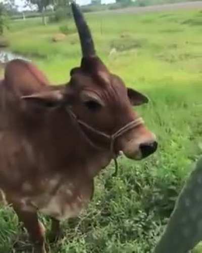 Boi ou unicórnio ?? , Boinicónio