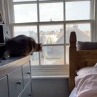 Seagull updates cat on latest gossip