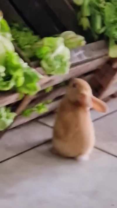 My Cabbages!