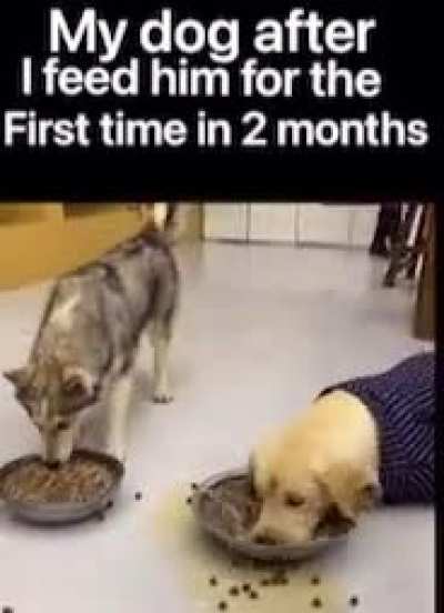 What the dog doin?