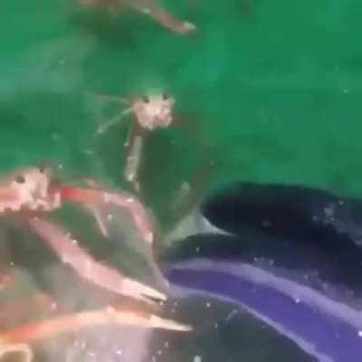 🦀