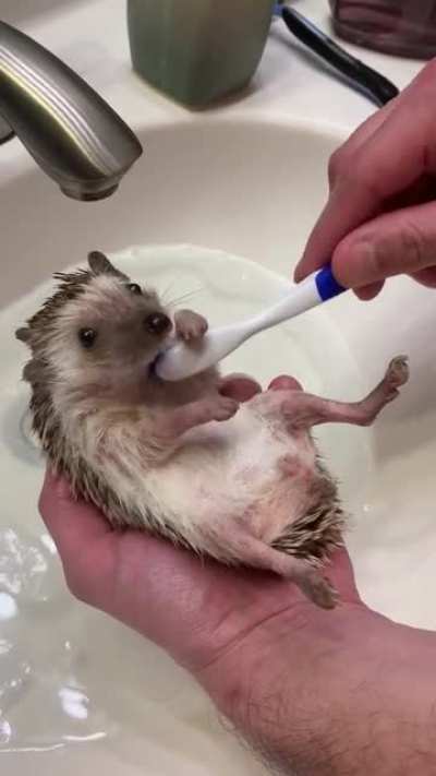Does your hedgie like baths? ☺️