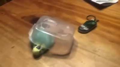 My parakeet people need me