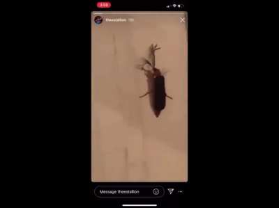 eyelash bug is on fleek 💅💅💅