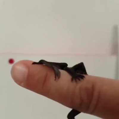 Smollest vampire