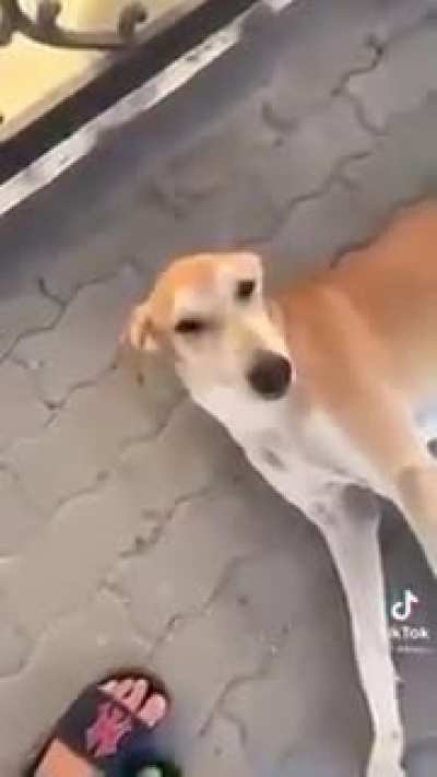 fucking with a wild and probably hungry dog