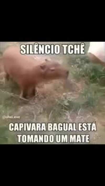 Capibahra tchê