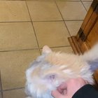 My cat (who looks chonky, but isn’t) receiving good scratches