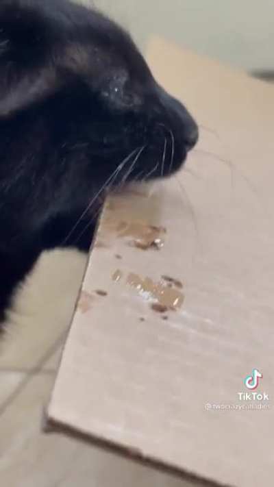 Rage or just feline hole punch?