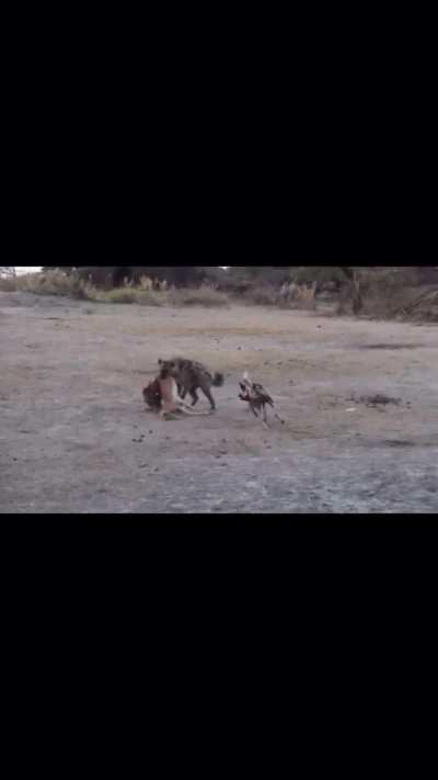 Lone African Wild Dog Attempts to Stop a Spotted Hyena From Stealing it’s Kill