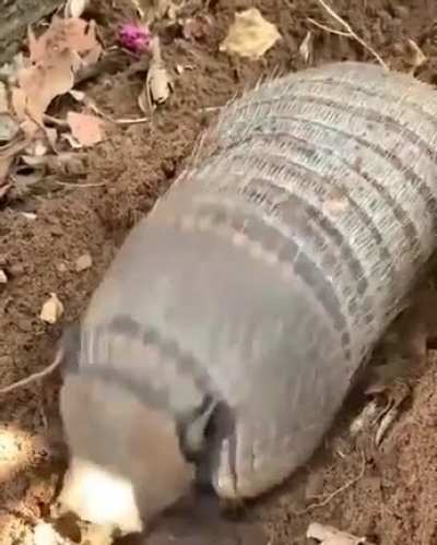 Eae beleza ?