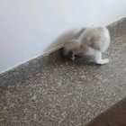 I accidentally activated doggo mode on cat. Anyone have a fix?