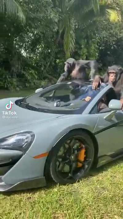 Monkes vibing in car