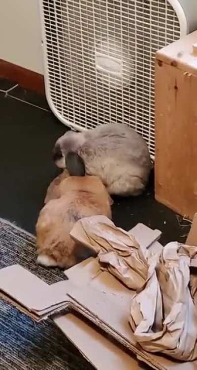 Sam is a needy bun