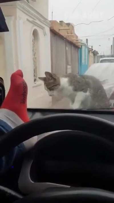 Scaring an innocent cat karma