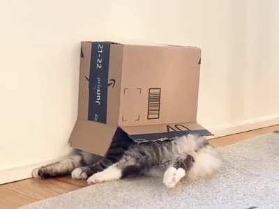 Rare Hermit Cat found in the wilds