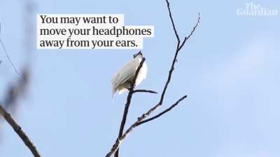 It's the world's loudest birb!