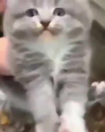 gato cyberpunk