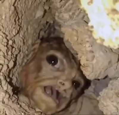 Oneys Video Hole