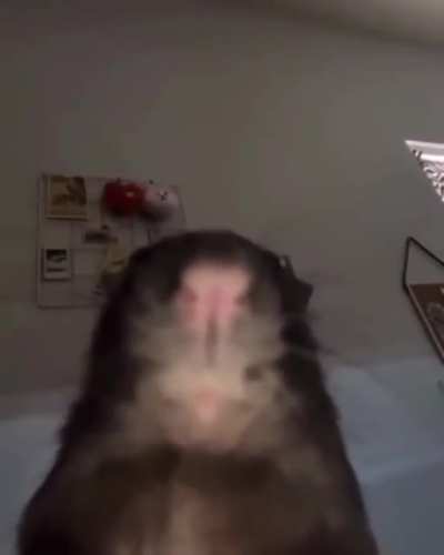 rat stare