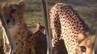Meowing cheetah 😸
