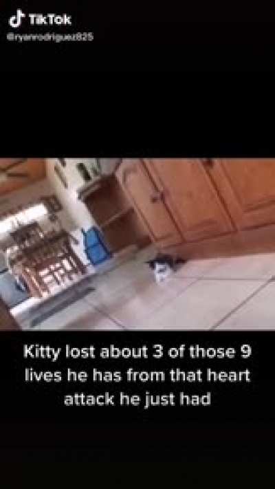 The poor kitty