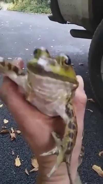 Toad Scream