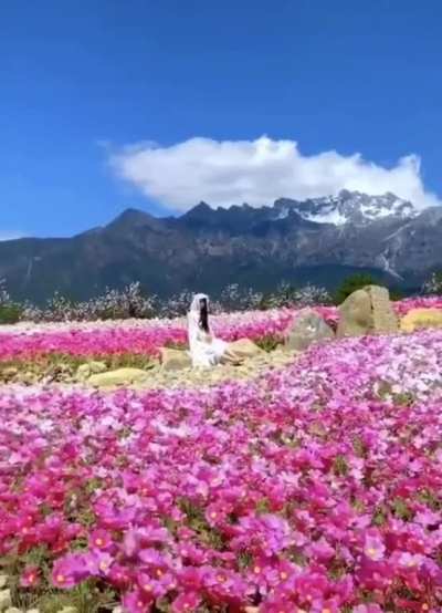 🔥 The beauty of Japan