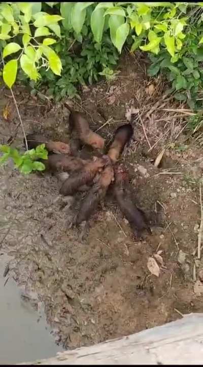 A pack of bush dogs capture a lowland paca on the bank of a river, in some unknown location in Brazil.