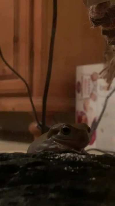 I thought you all might enjoy gizmo eating.