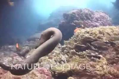 Octopus cowboy escape