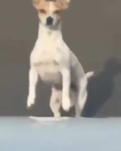 Never try to mess with this dog