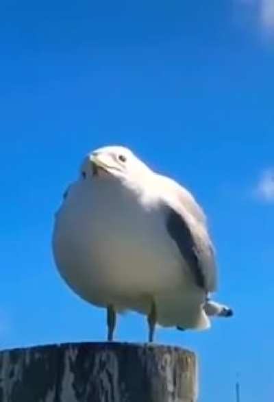 sorry if this is a repost, i just found this in my YouTube recommendations and thought it belonged here