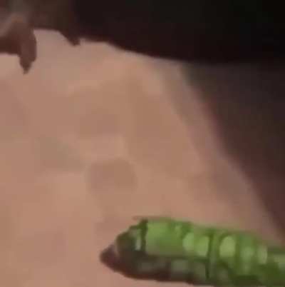 frog