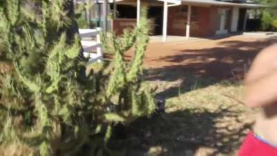 Cactus Body Slam
