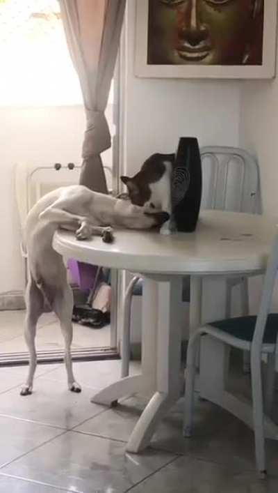 Grooming doggo friend